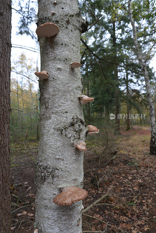 白桦Fomitopsis betulina，俗称桦木多孔或桦木支架